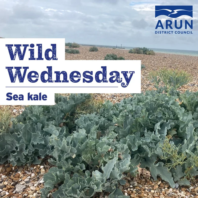 Wild Wednesday - Sea kale