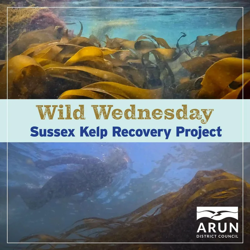 Wild Wednesday - Sea kelp recovery in West Sussex