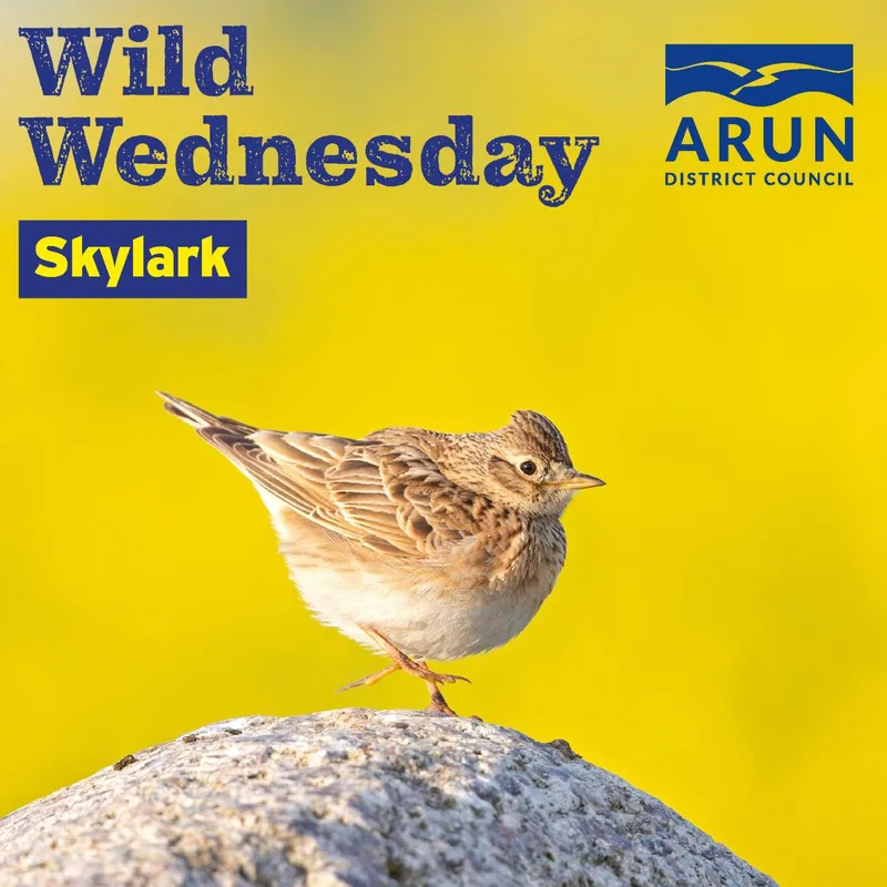 Wild Wednesday - Skylark