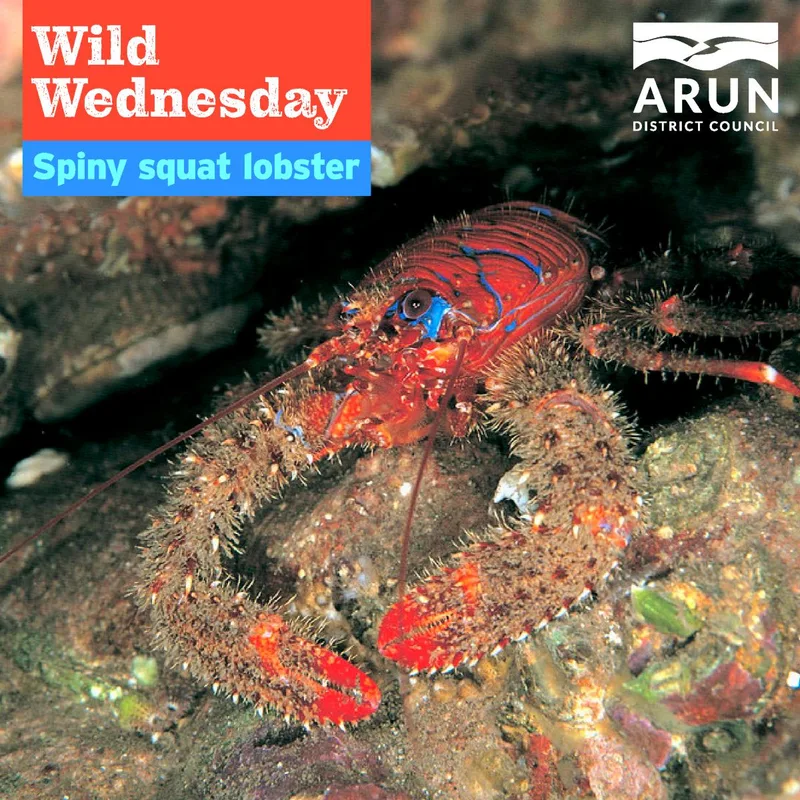 Wild Wednesday – Spiny squat lobster