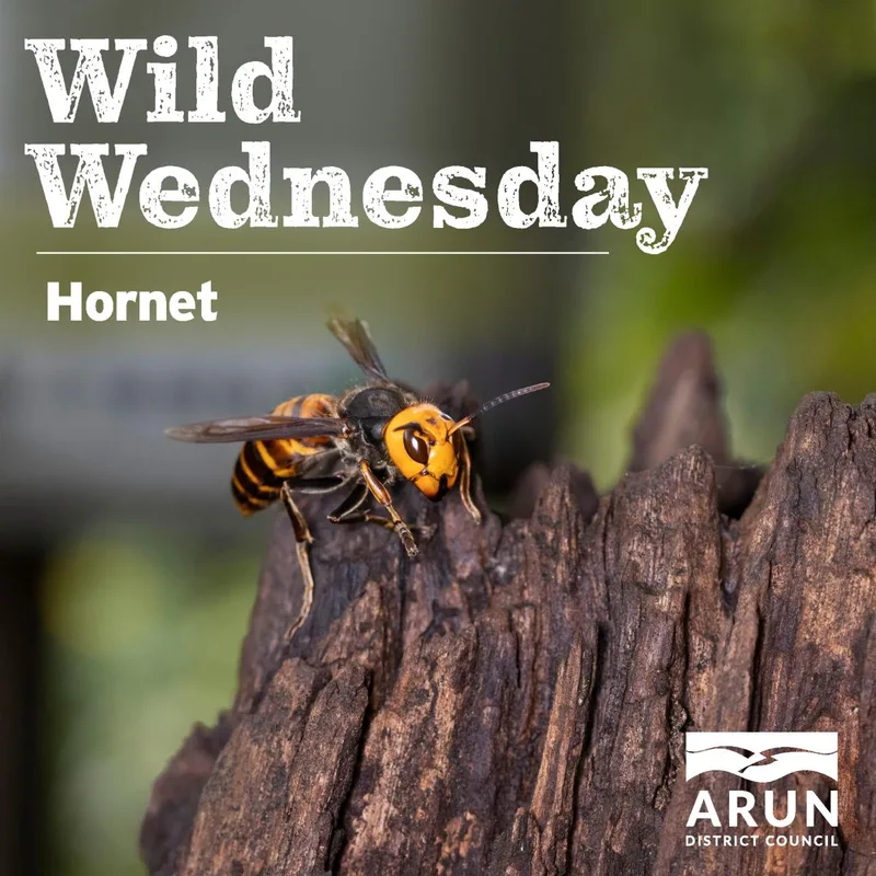 Wild Wednesday – The Hornet