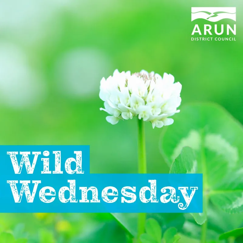 Wild Wednesday – White Clover