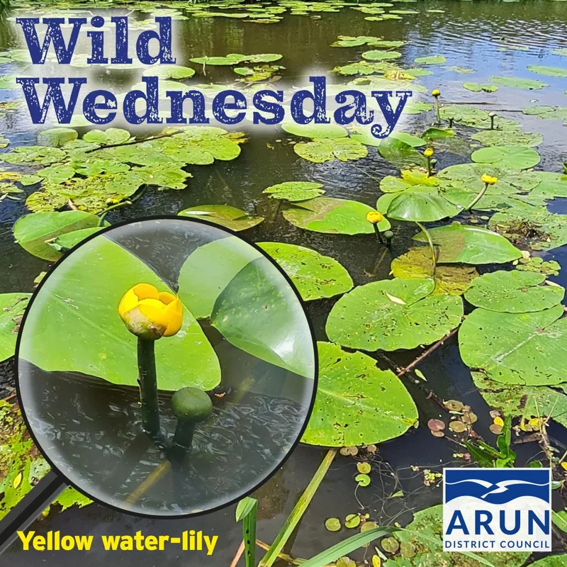 Wild Wednesday - Yellow waterlily