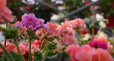 Geraniums: the show-stopping blossoms