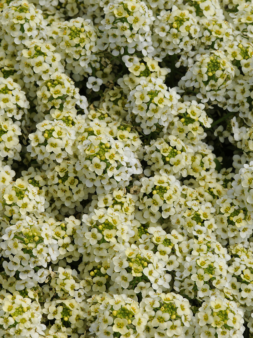 ALYSSUM EASTER BONNET