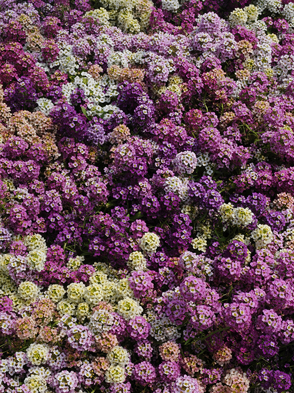 Alyssum Easter BonnetImage 