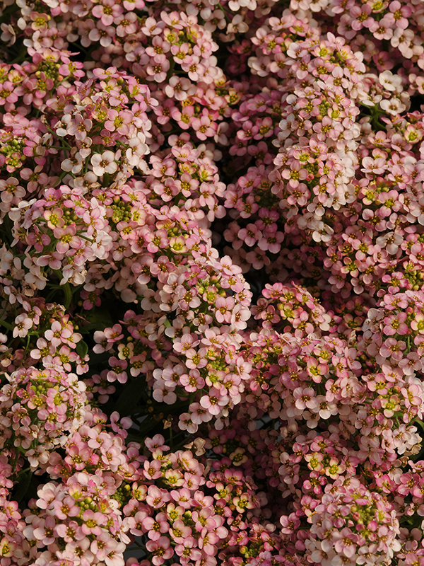 Alyssum Easter BonnetHover Image