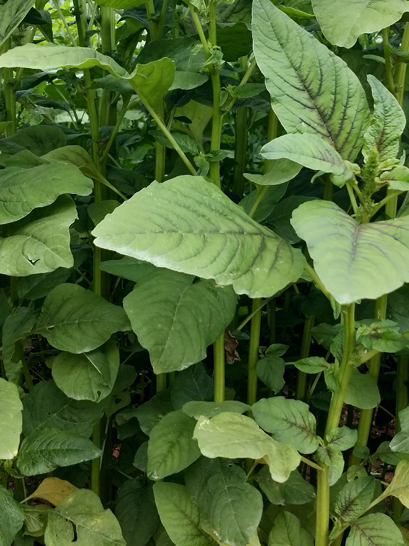Amaranthus –INDAM-1