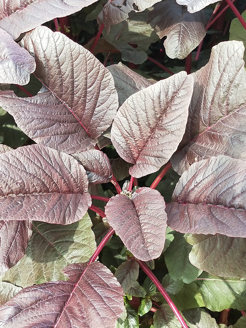 Amaranthus-INDAM -Lal