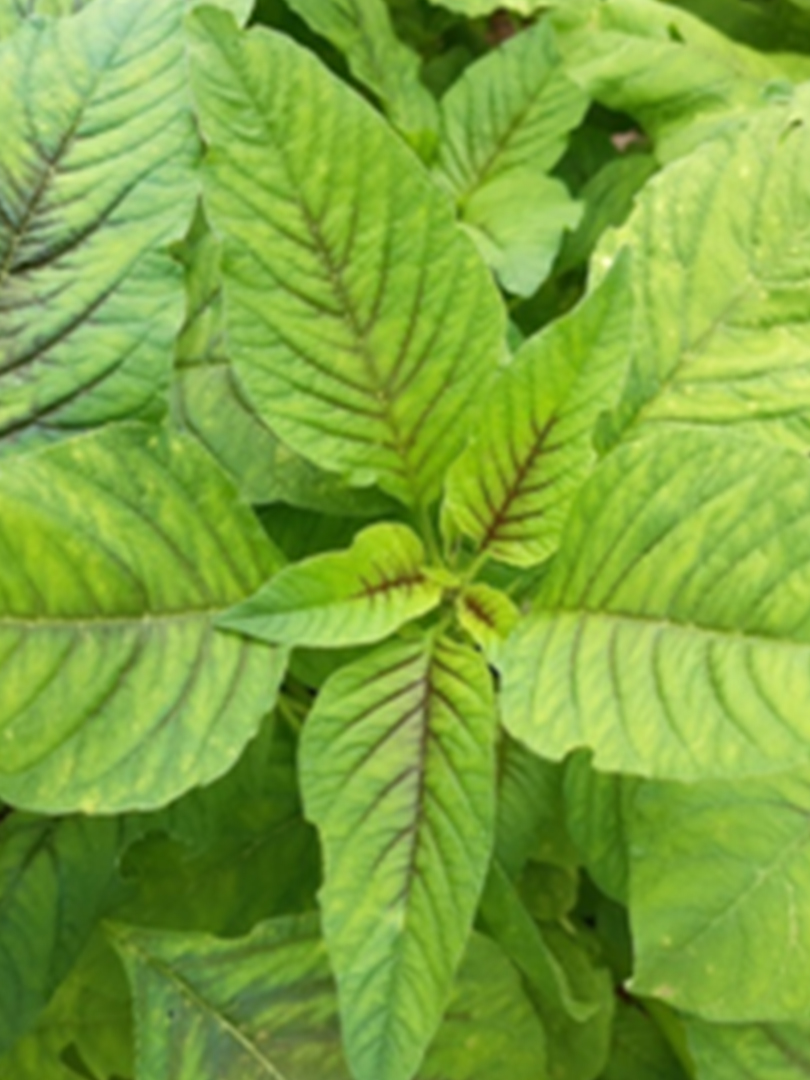 Amaranthus-INDAM-1