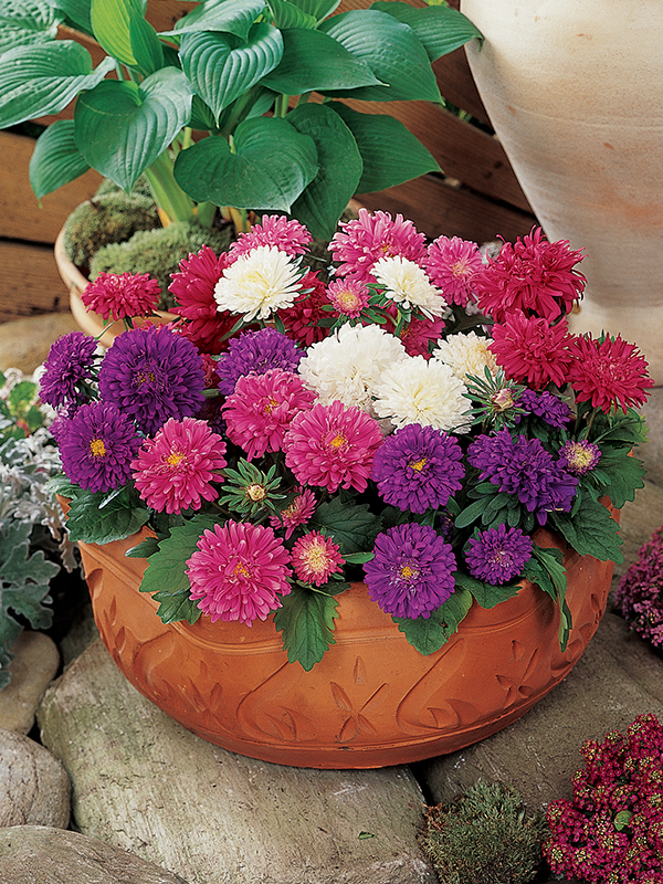 Aster Pot N PatioImage 