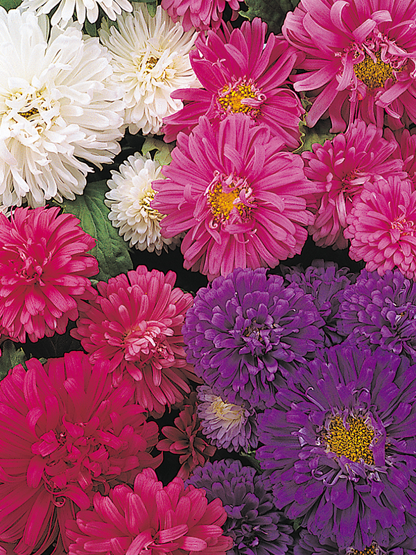 Aster Pot N PatioHover Image