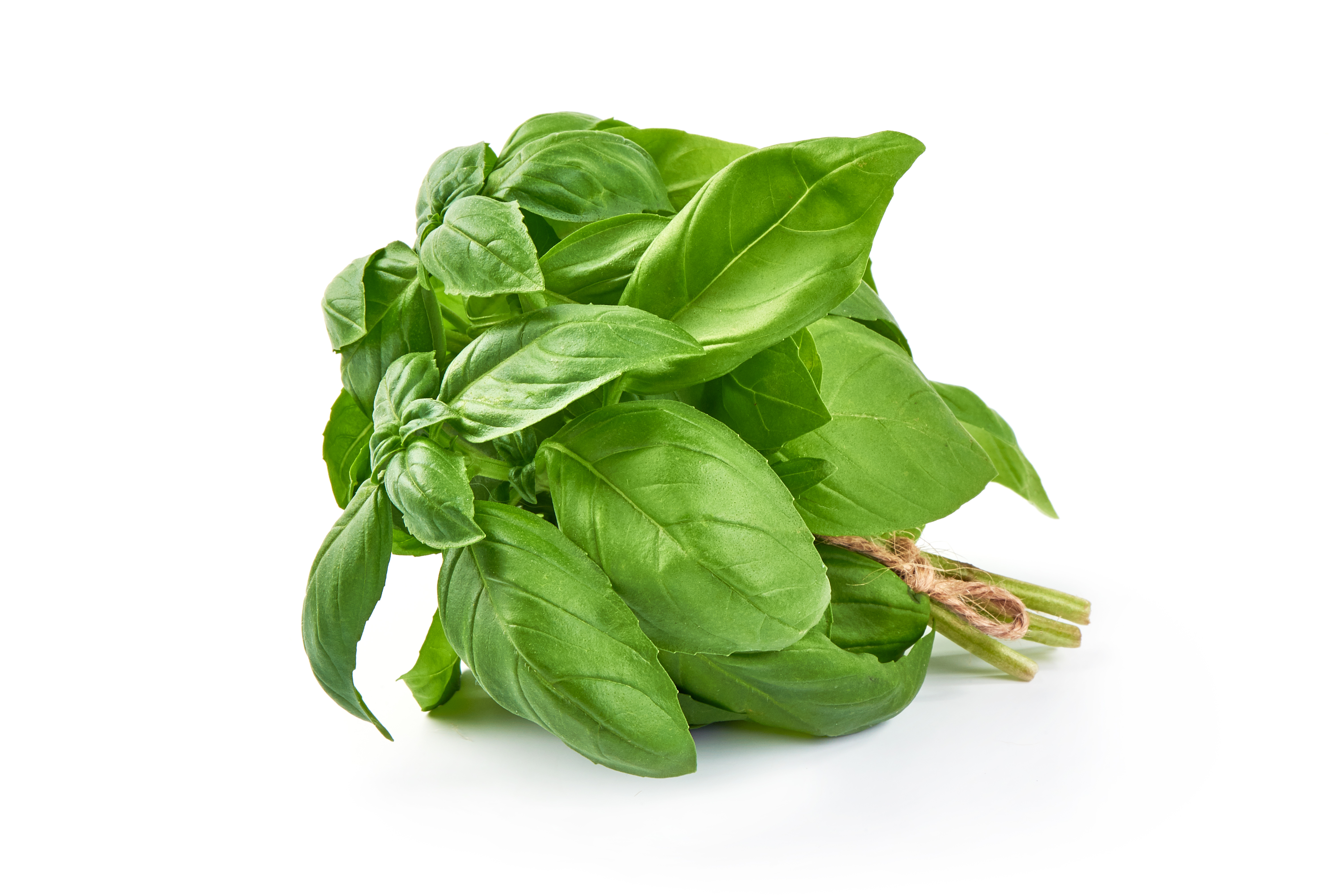 BASIL CLASSIC ITALIAN