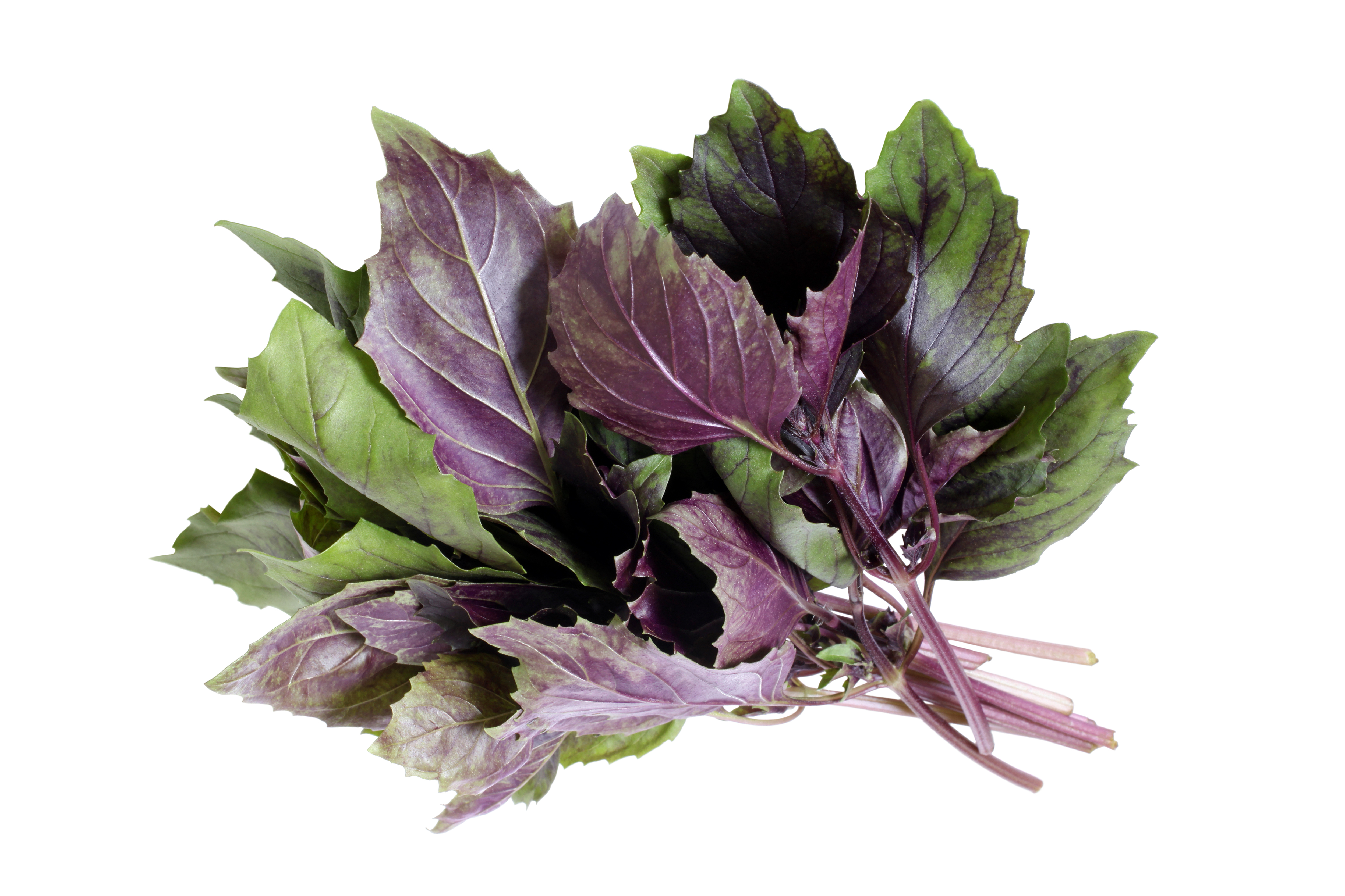 BASIL PURPLE