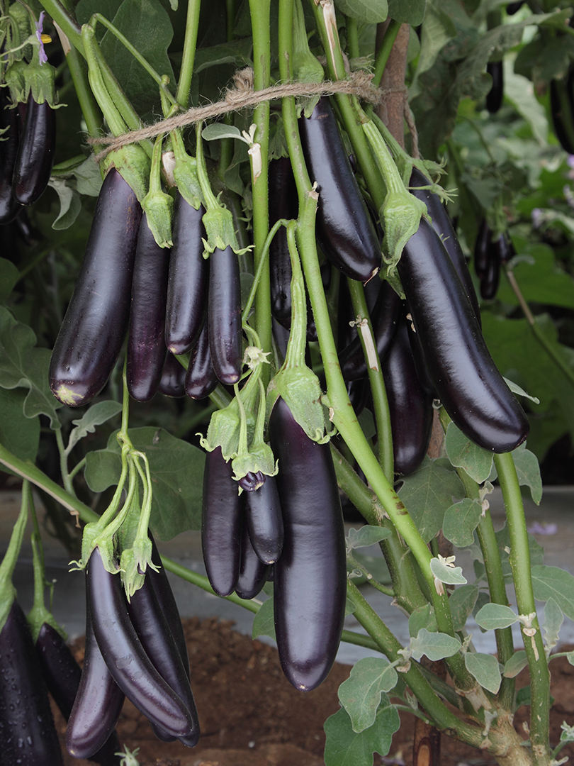 BRINJAL INDAM 504