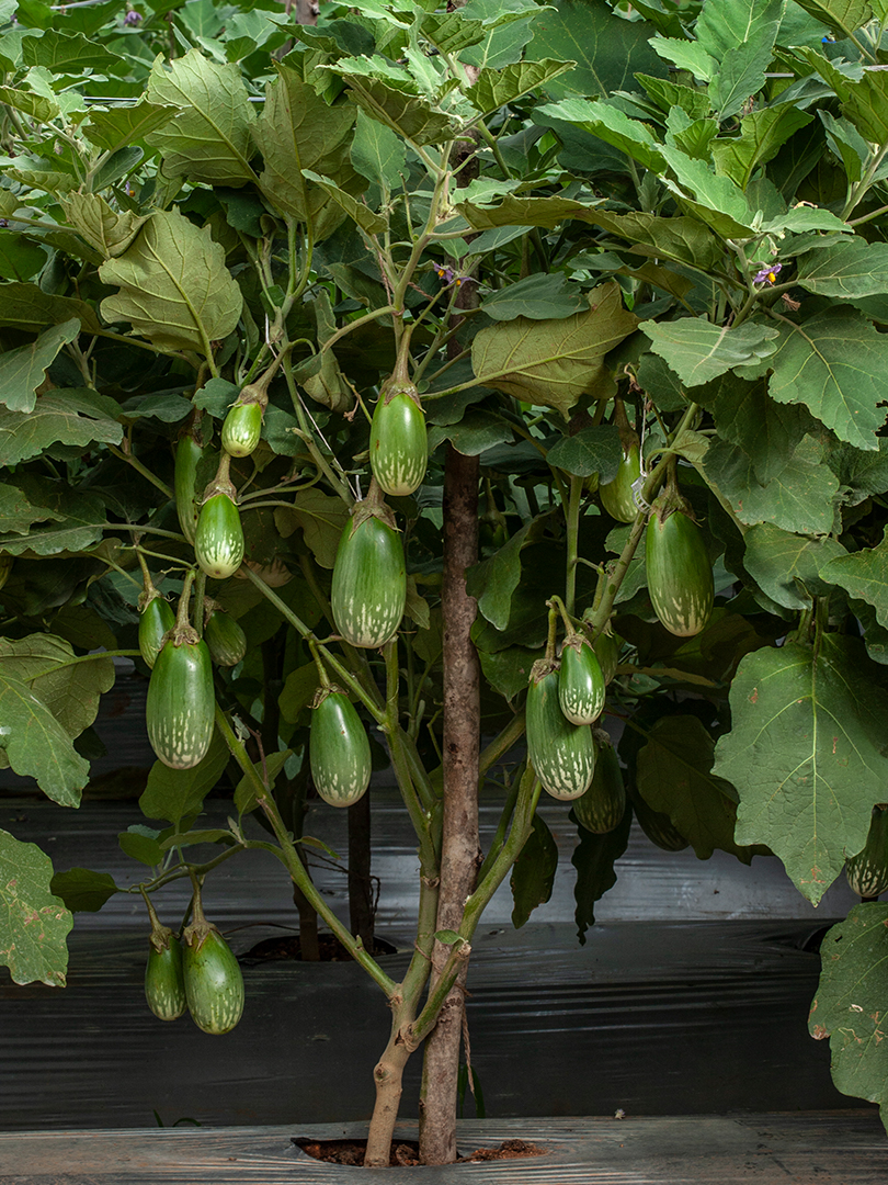BRINJAL INDAM GB 4
