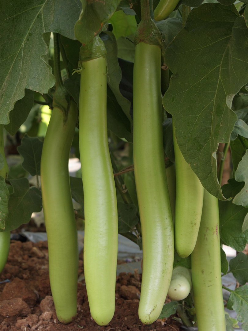 BRINJAL INDAM HYBRID GREEN