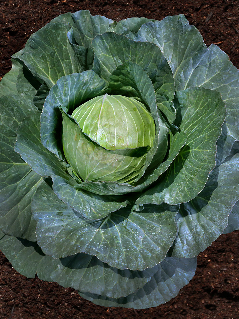 CABBAGE INDAM RADHA