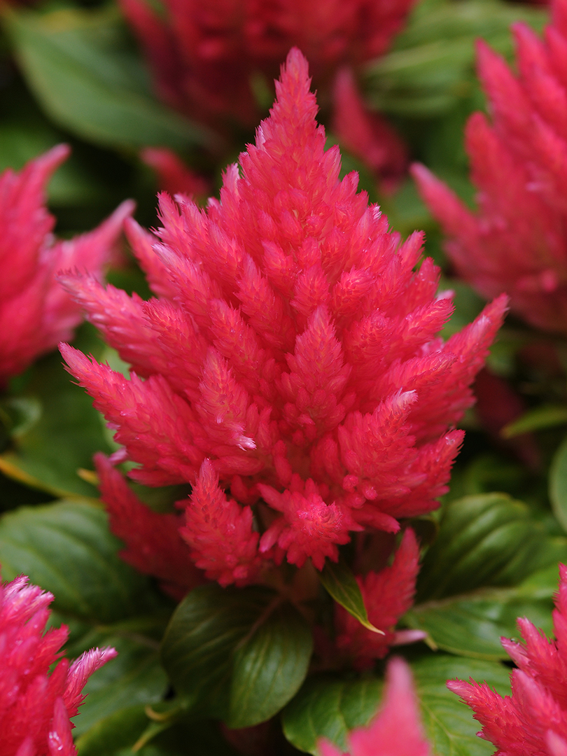 CELOSIA CRISTATA DWARF CORAL GARDEN MIX