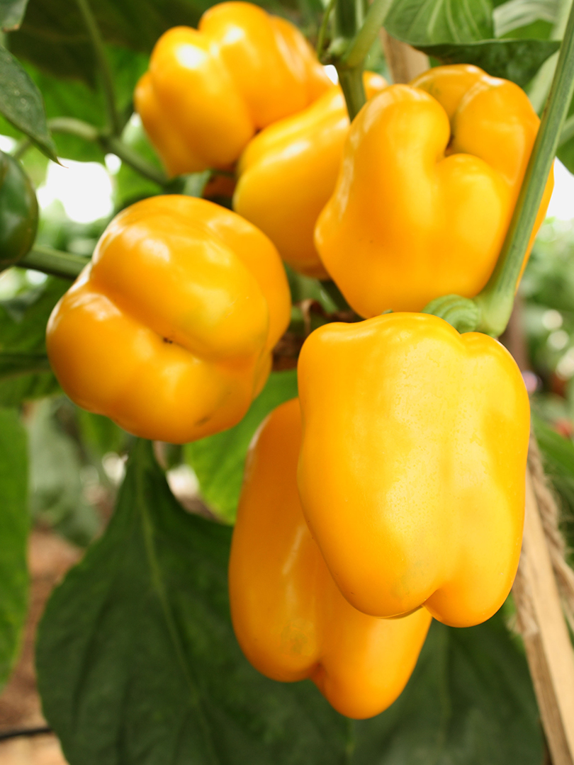 CAPSICUM  INDAM SUPER GOLD