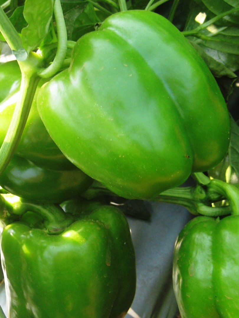 CAPSICUM INDAM GREEN WONDER