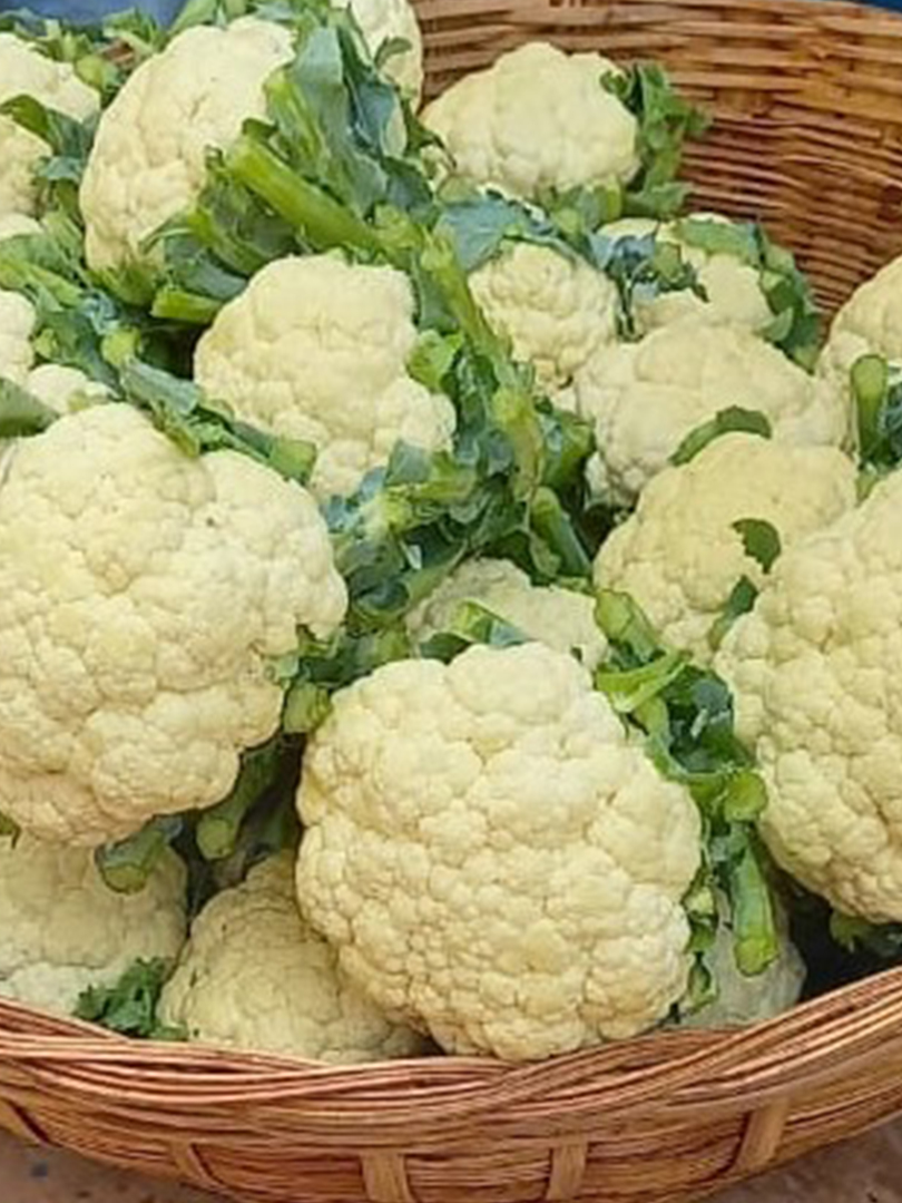 CAULIFLOWER INDAM 55