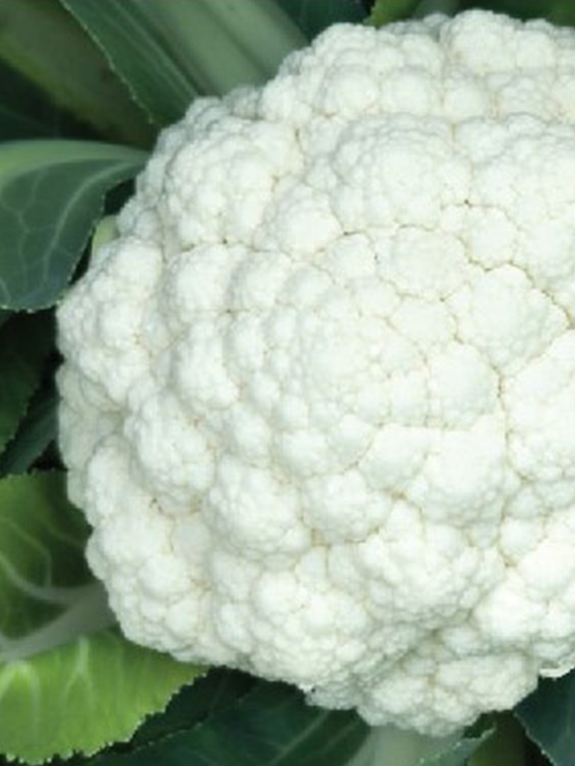 CAULIFLOWER INDAM POORNIMA