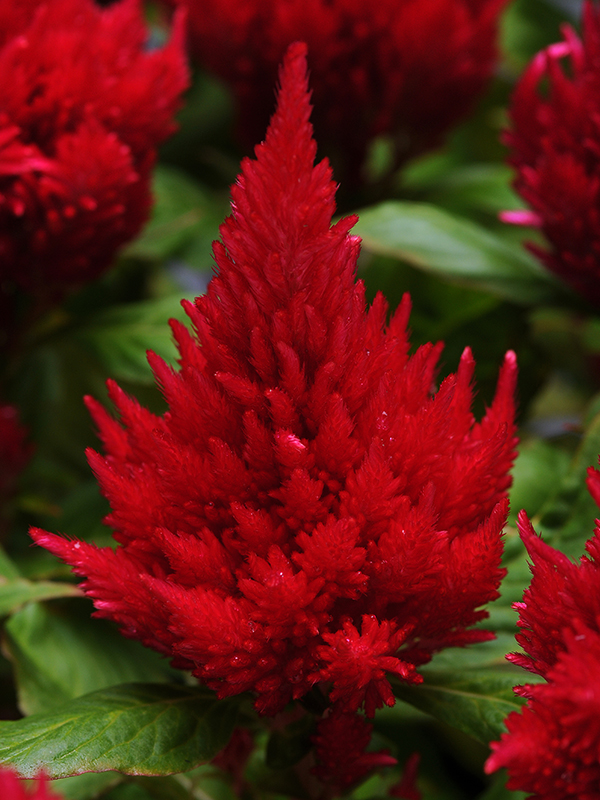 CELOSIA GLORIOUS RED