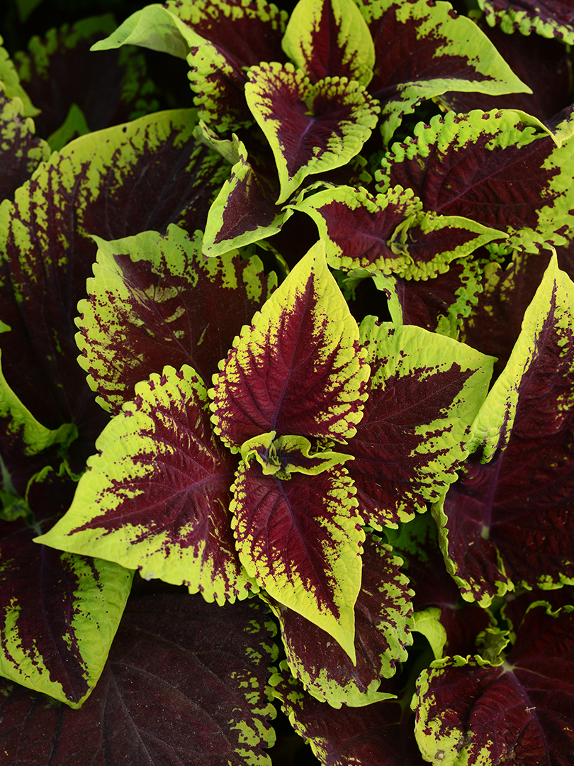 COLEUS KONG EMPIRE MIXImage 