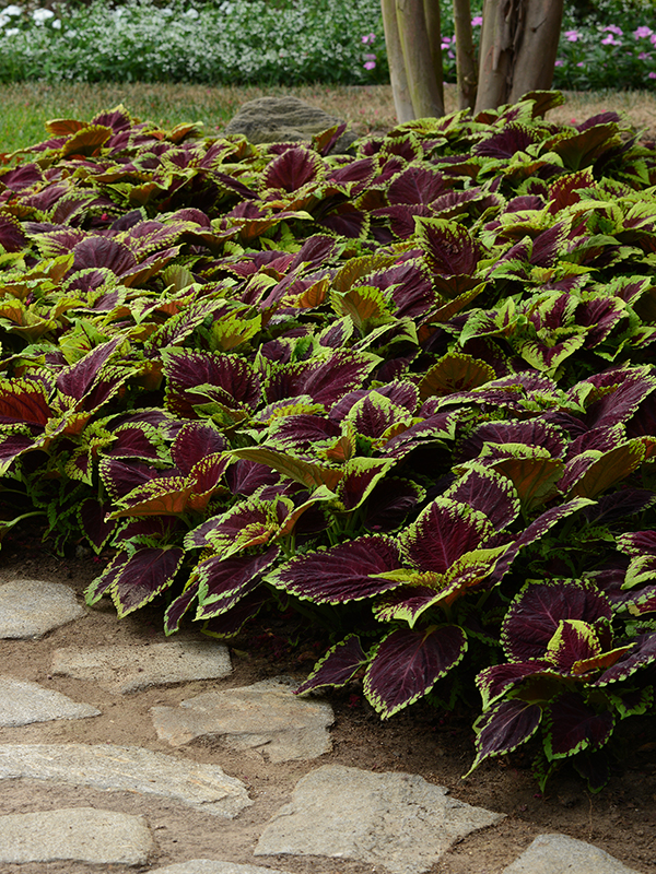 COLEUS KONG EMPIRE MIXHover Image