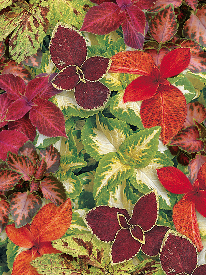 COLEUS WIZARD MIX