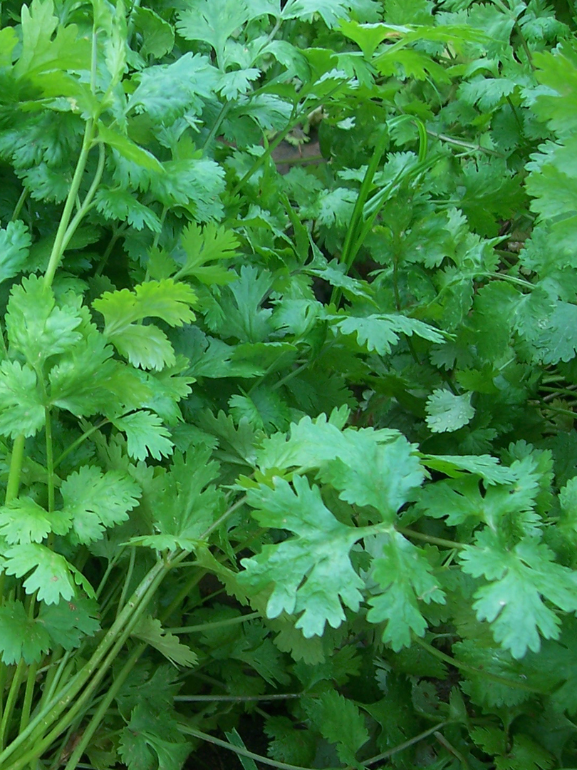 CORIANDER - INDAM MULTICUT