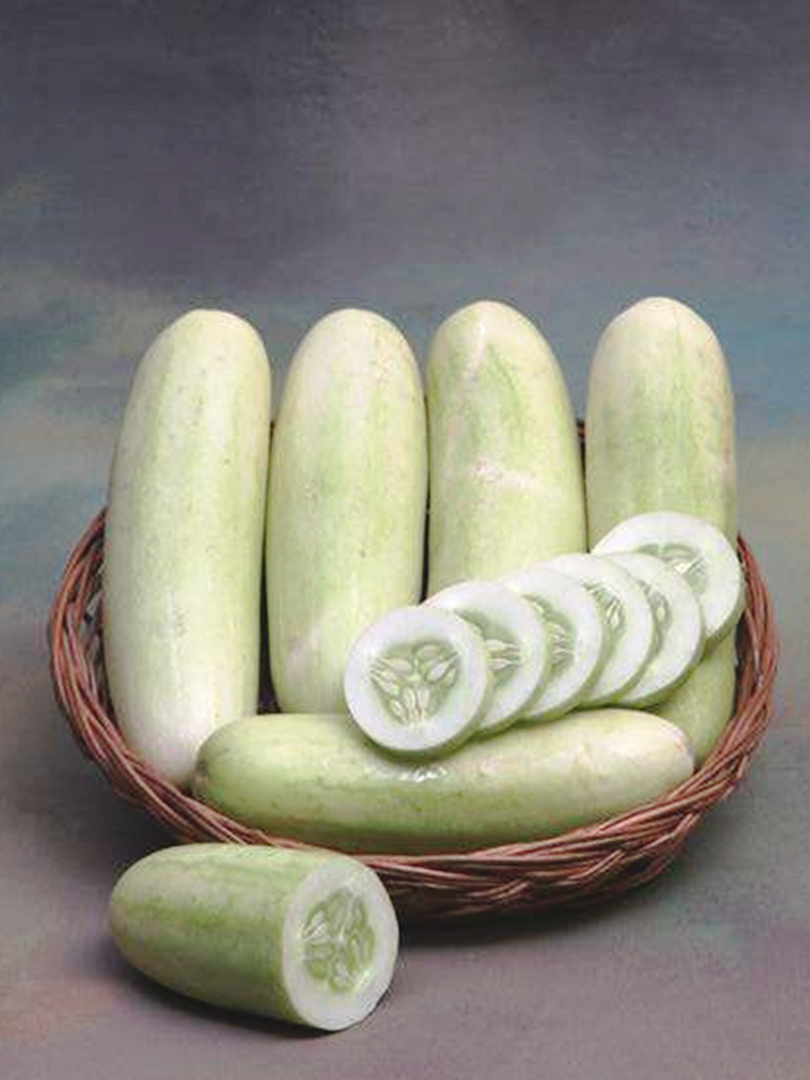 CUCUMBER INDAM SNOW WHITE  