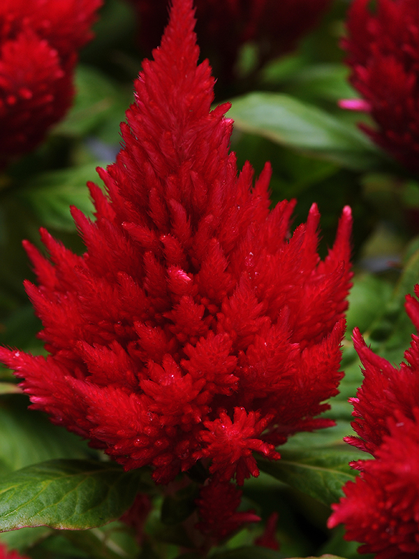 Celosia Glorious RedHover Image