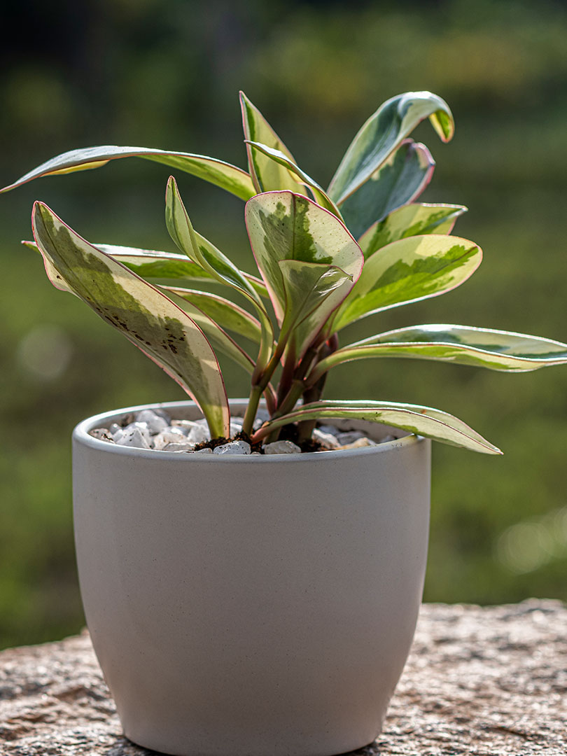 Clusiifolia variegated