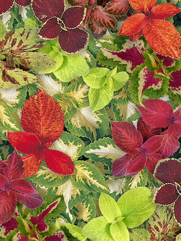 Coleus Wizard MixImage 