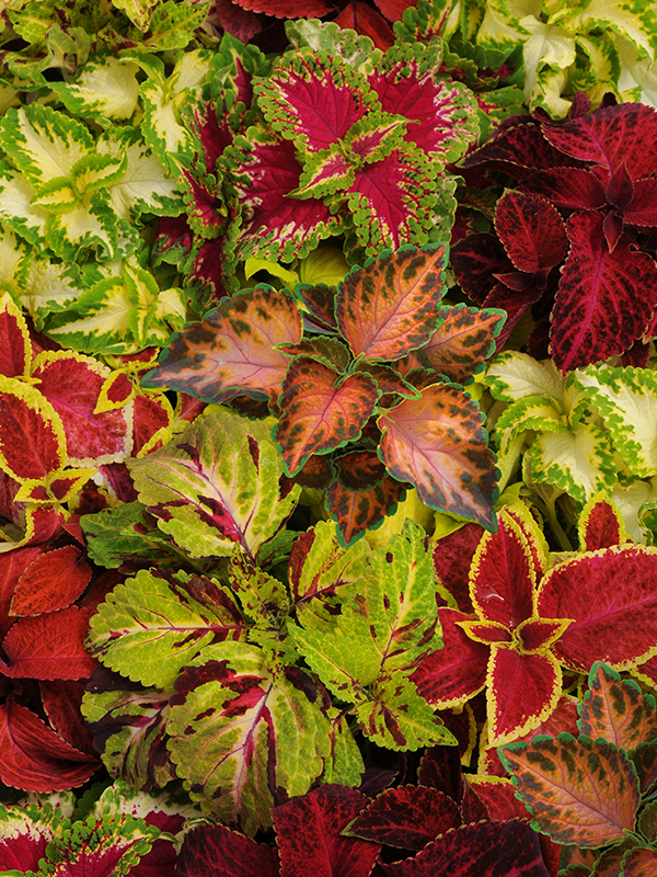 Coleus Wizard MixHover Image