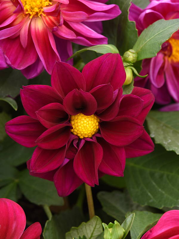 DAHLIA FIGARO MIXHover Image