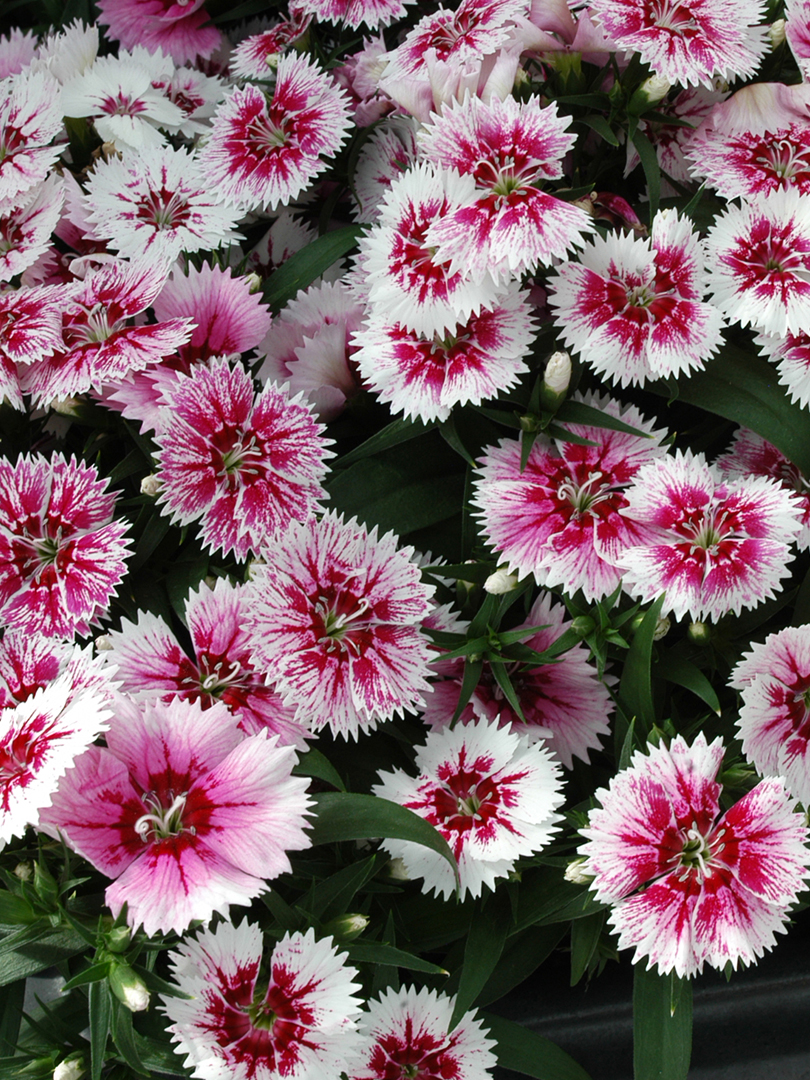 DIANTHUS IDEAL SELECT MIX