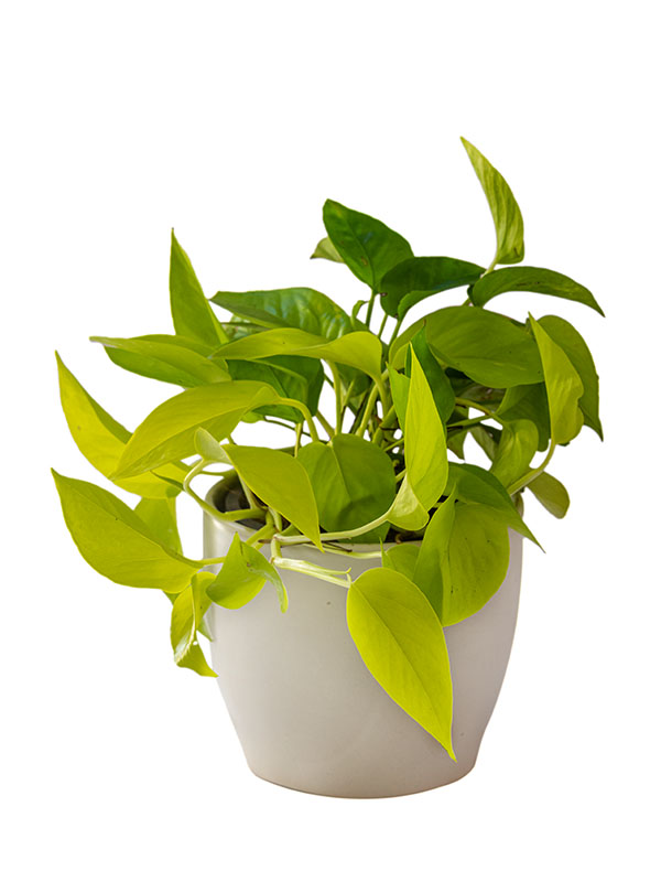 Epipremnum (Money Plant)Image 