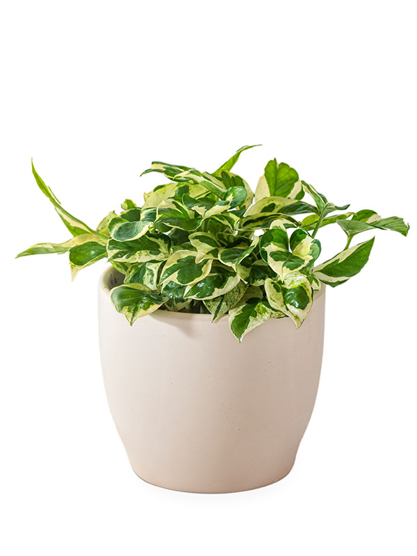 Epipremnum (Money Plant)Hover Image