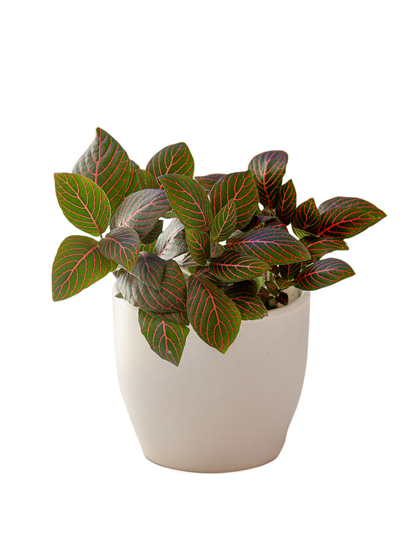 Fittonia Pink