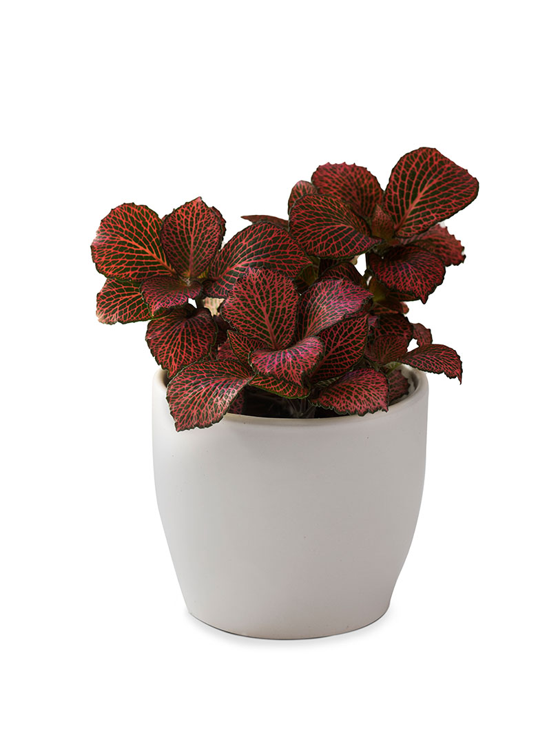 Fittonia Red