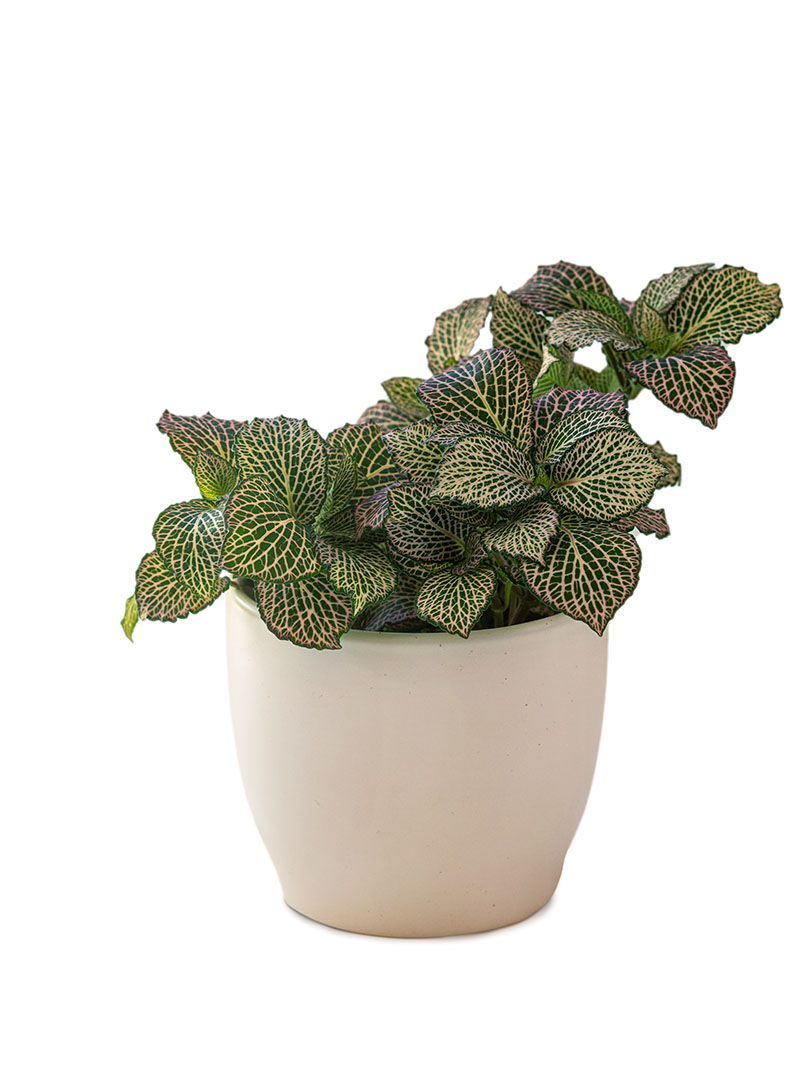 Fittonia white