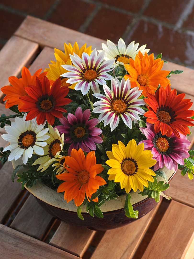 GAZANIA NEW DAY MIX