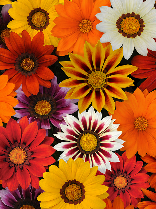 GAZANIA NEW DAY MIXHover Image