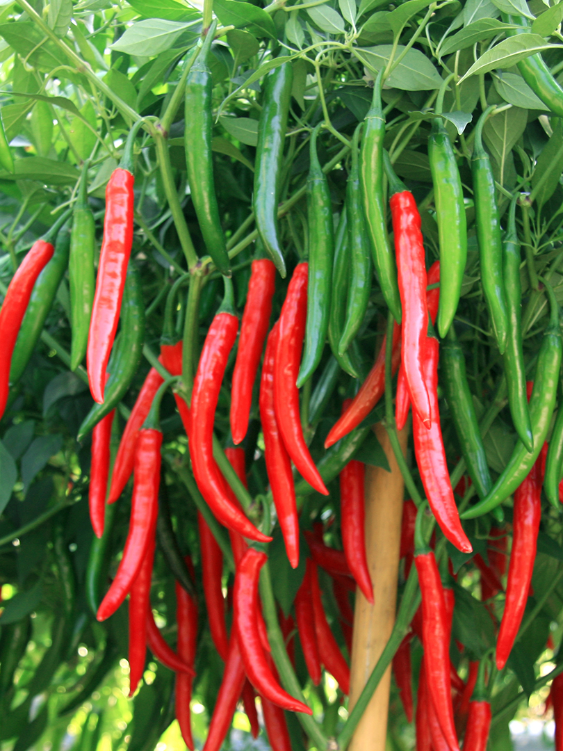 HOT PEPPER INDAM HELL FIRE