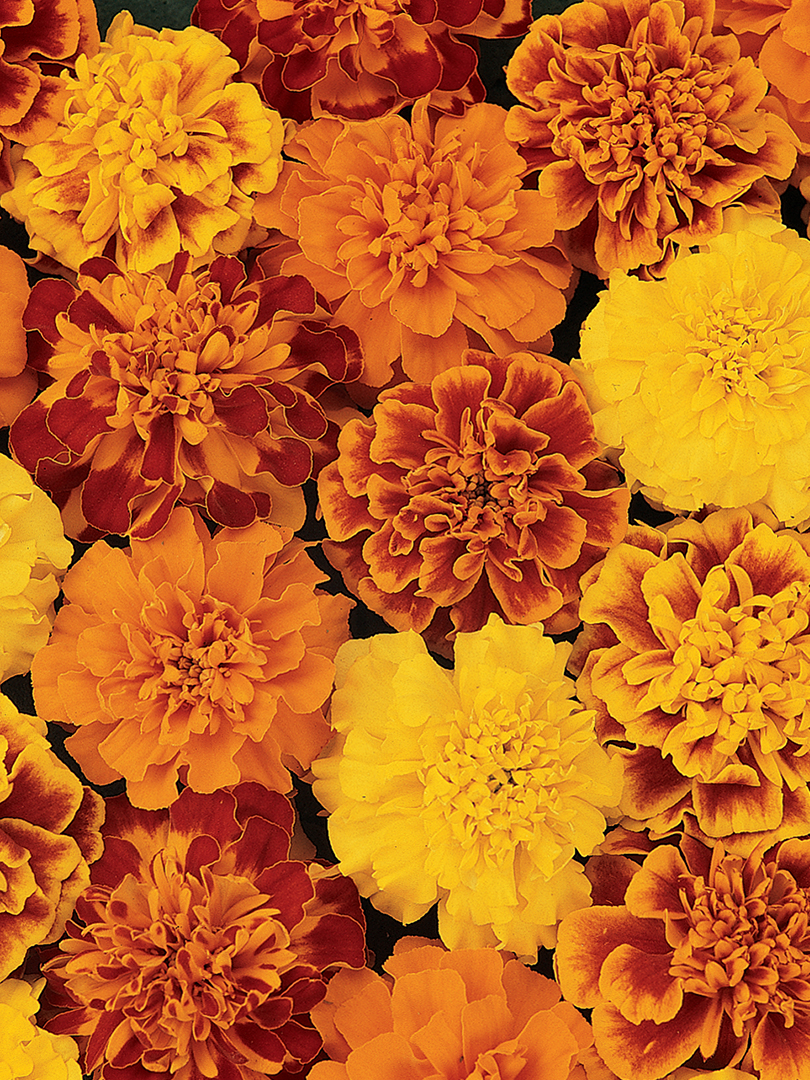 MARIGOLD BONANZA MIX