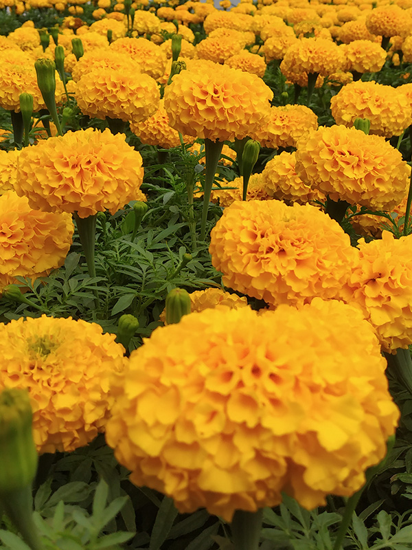 MARIGOLD INCA ORANGE/YELLOW