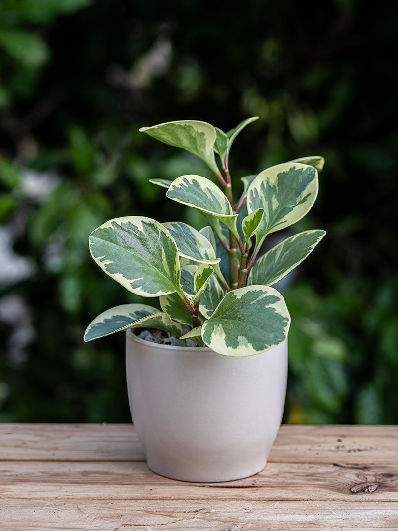 Obtusifolia variegated